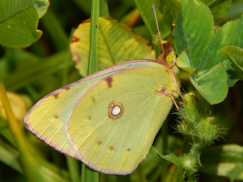 Colias crocea?  S, femmina, forma helice